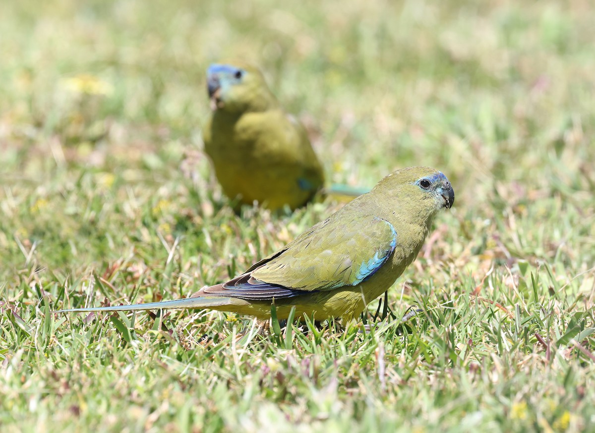 Rock Parrot - ML644642753