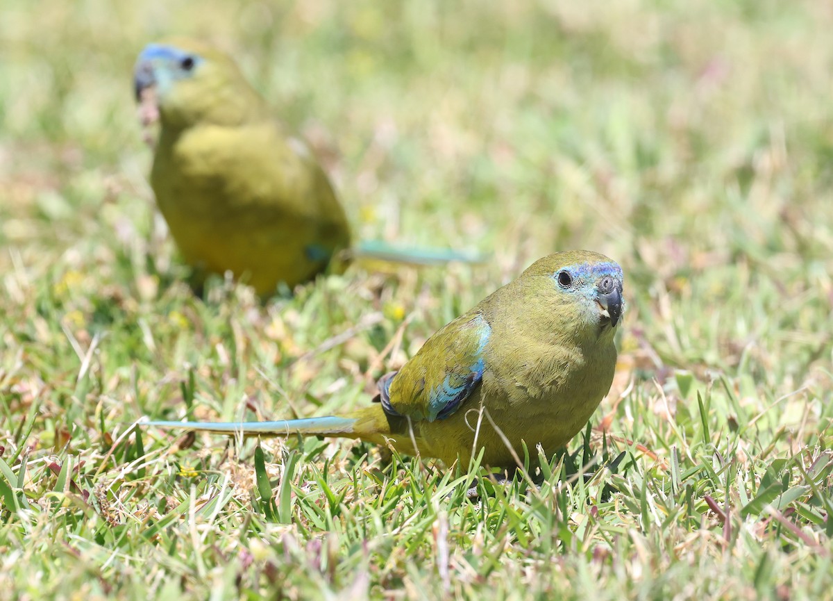 Rock Parrot - ML644642754