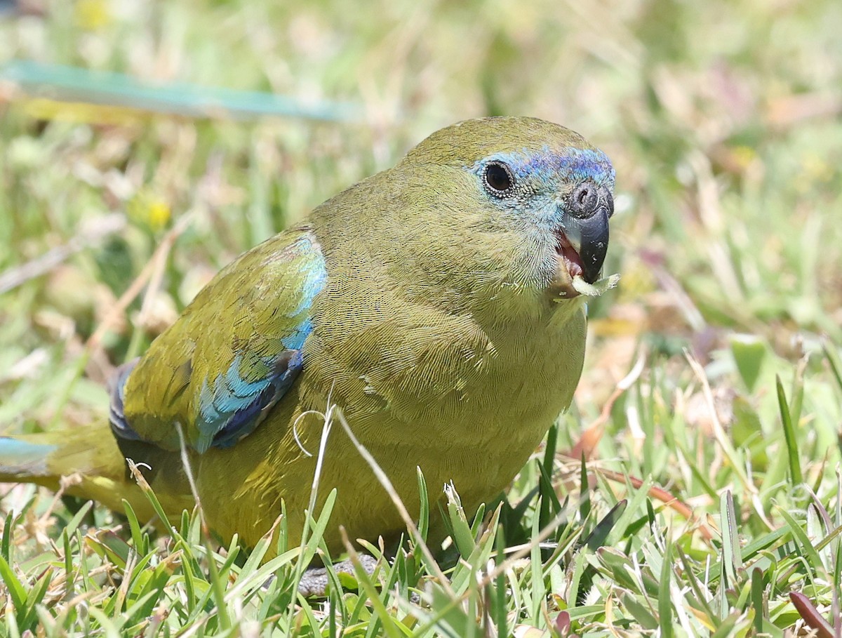 Rock Parrot - ML644642755