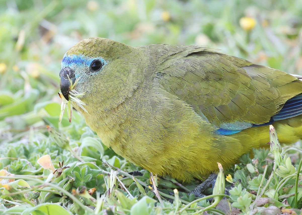 Rock Parrot - ML644642756