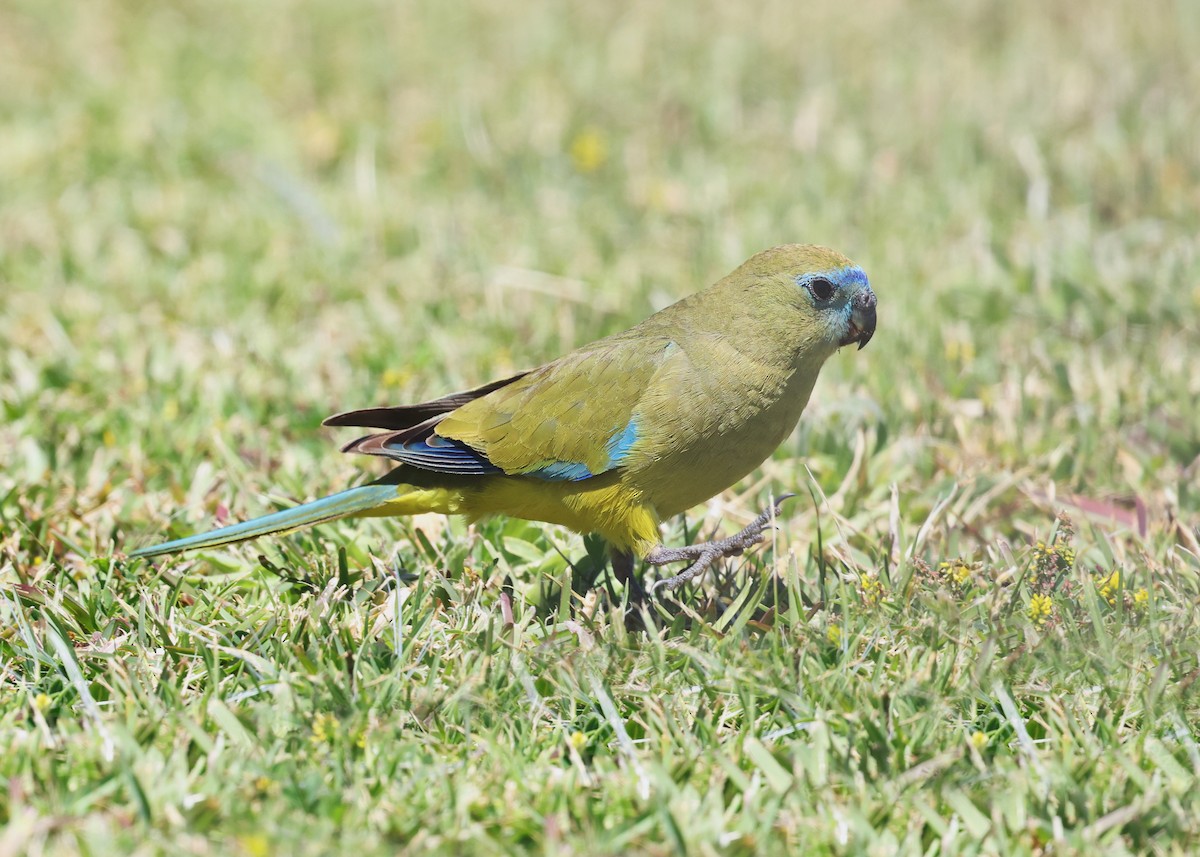 Rock Parrot - ML644642757