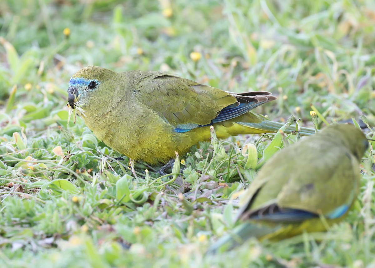 Rock Parrot - ML644642758