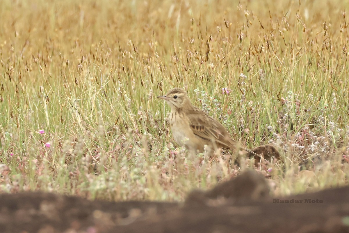 Степной конёк - ML644642759