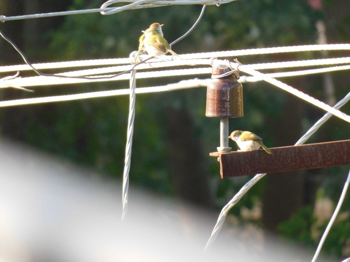 Common Tailorbird - ML644642760