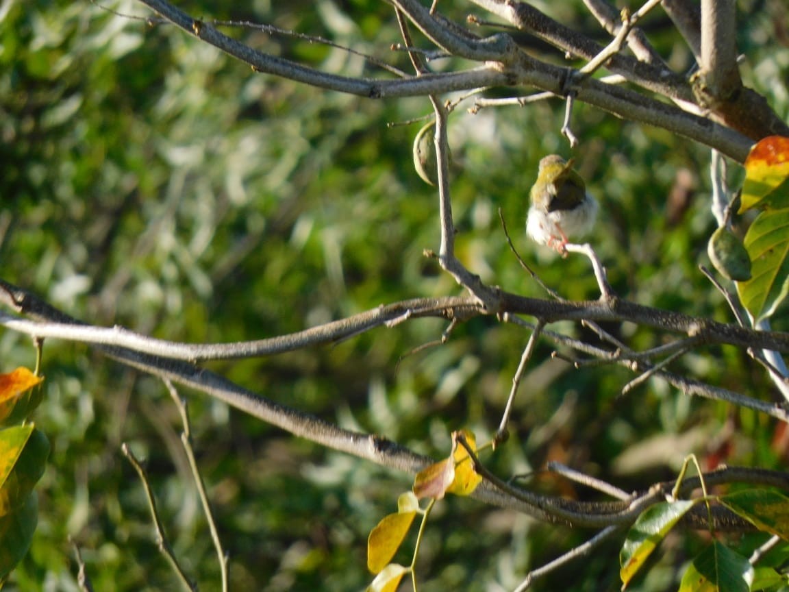 Common Tailorbird - ML644642761