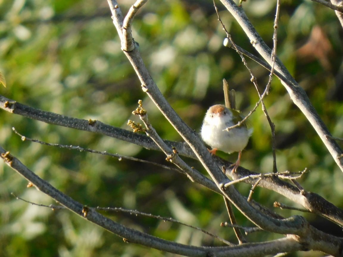 Common Tailorbird - ML644642762