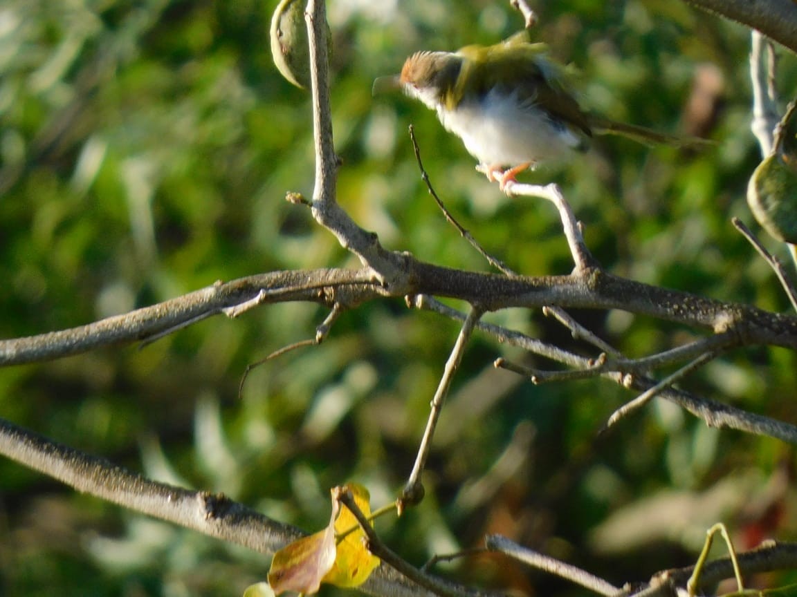 Common Tailorbird - ML644642763
