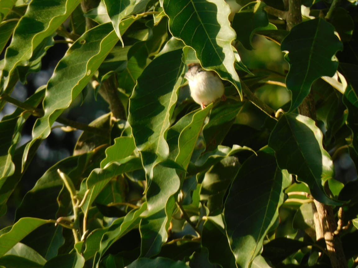 Common Tailorbird - ML644642764