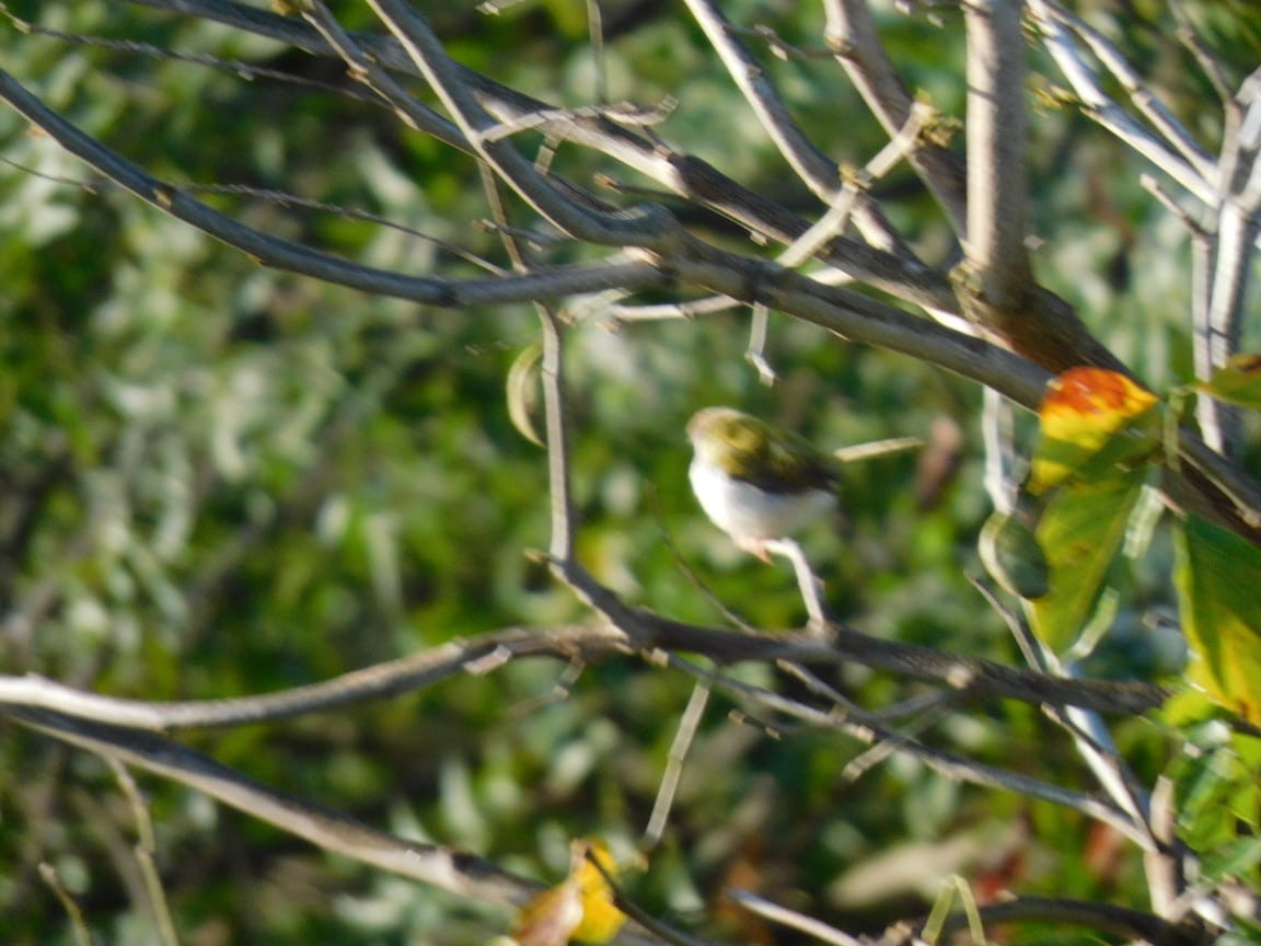 Common Tailorbird - ML644642765