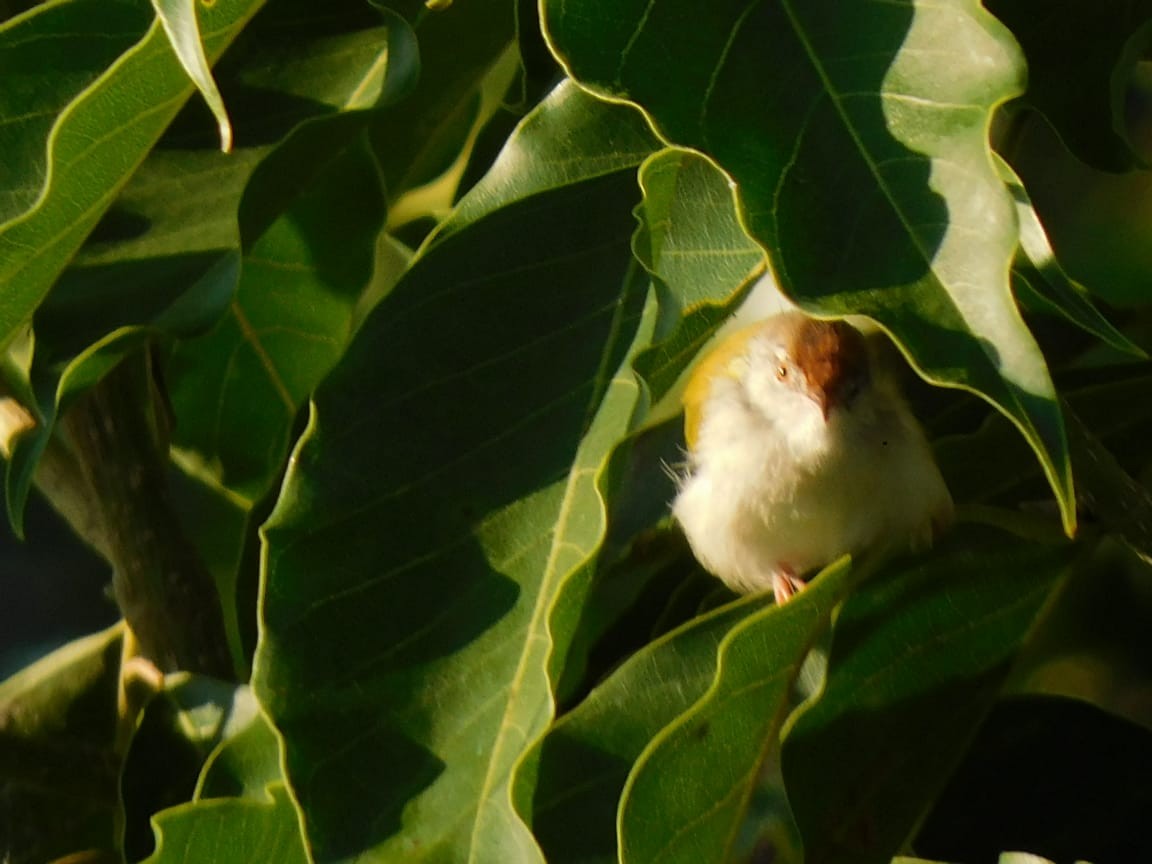 Common Tailorbird - ML644642766