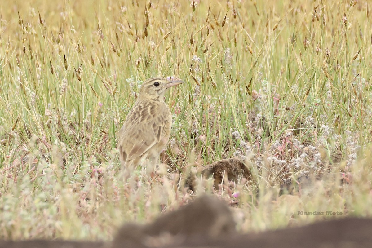 Степной конёк - ML644642769