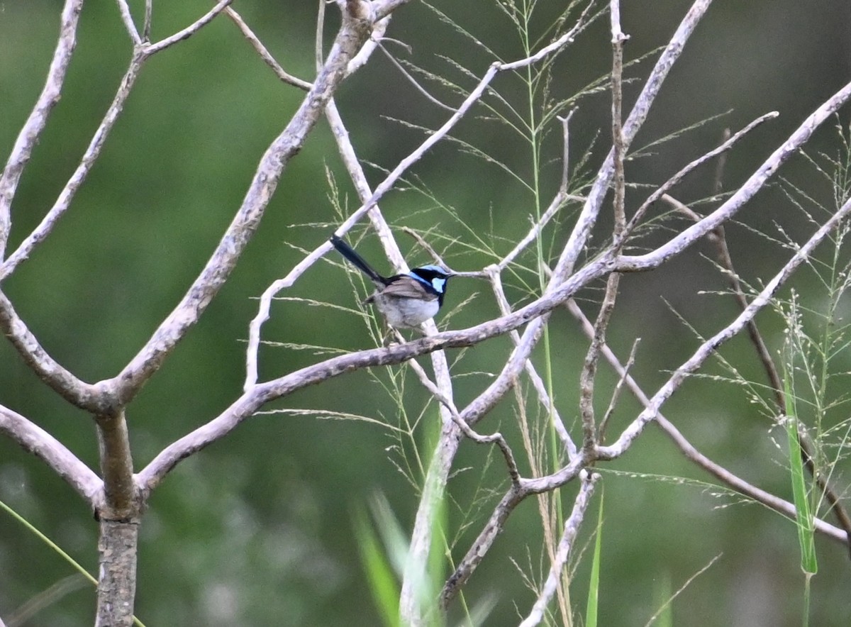 Maluro Soberbio - ML644642771