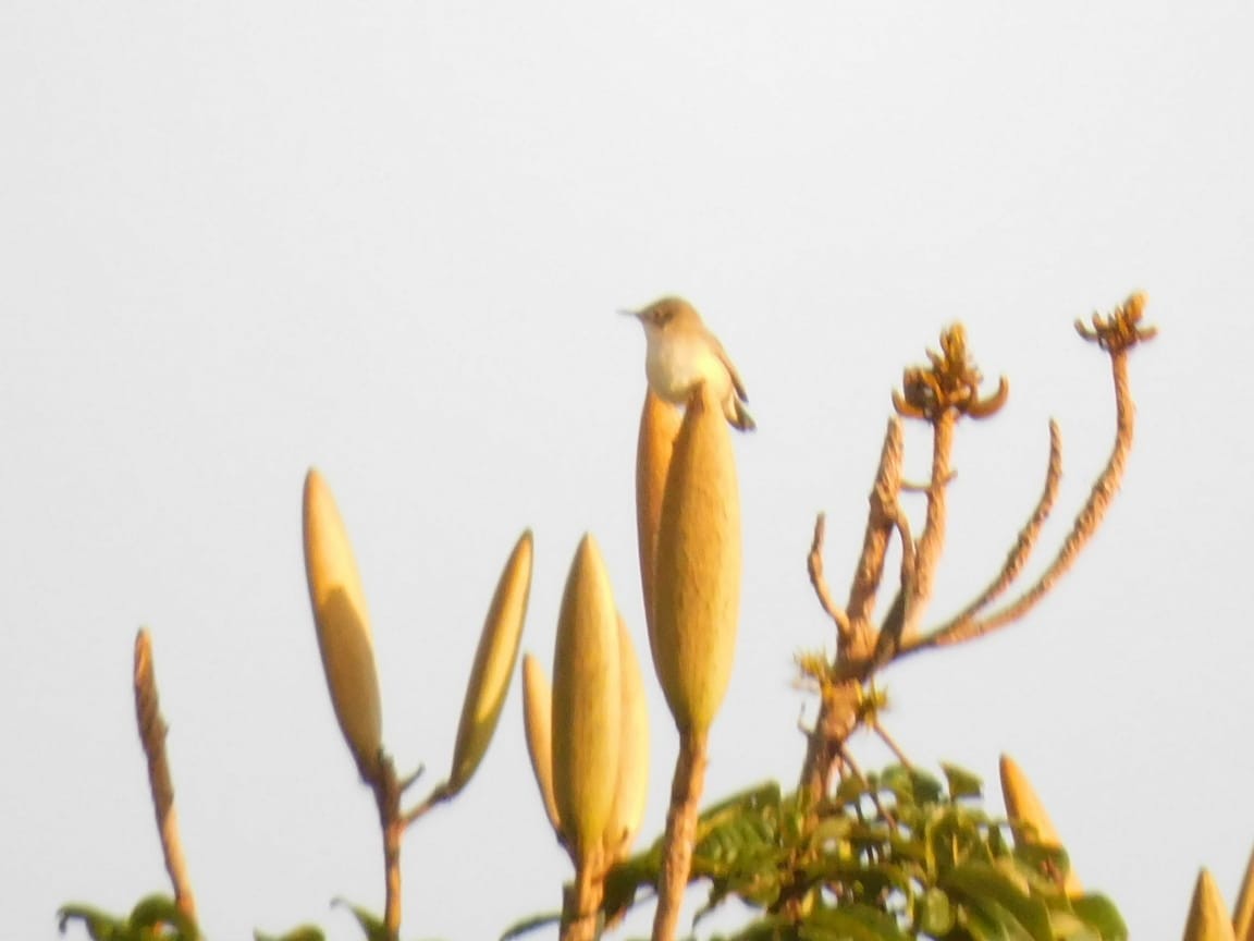 קנית פינית - ML644642773