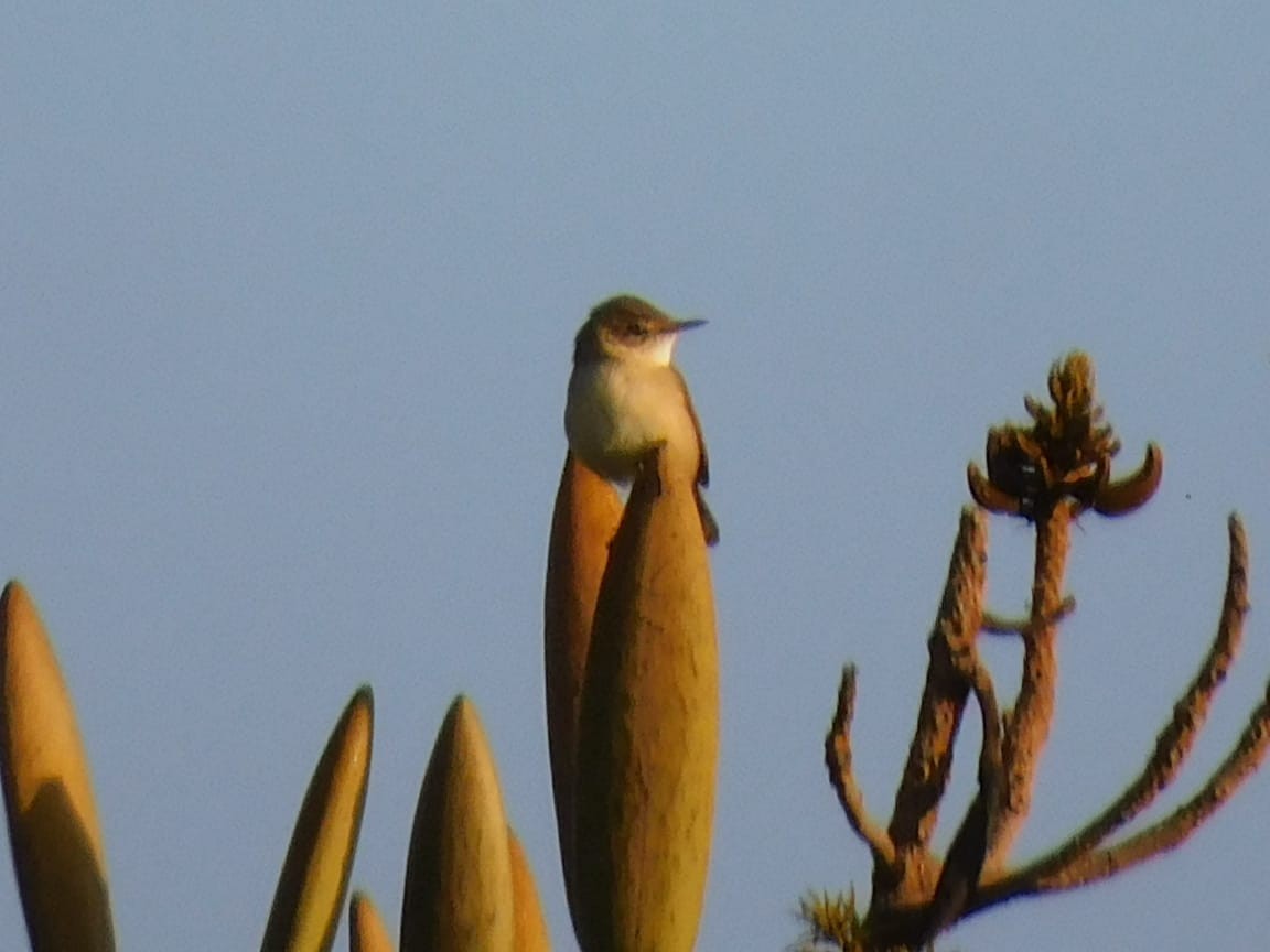 קנית פינית - ML644642774