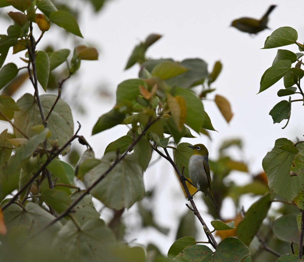 Silvereye - ML644642775