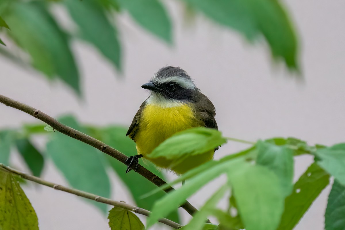 Rotscheitel-Maskentyrann - ML644642776