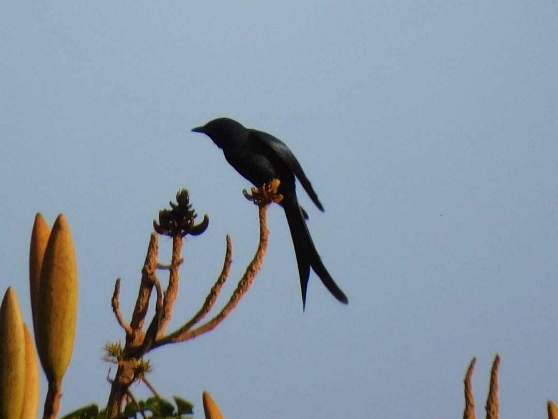 svartdrongo/askedrongo - ML644642798