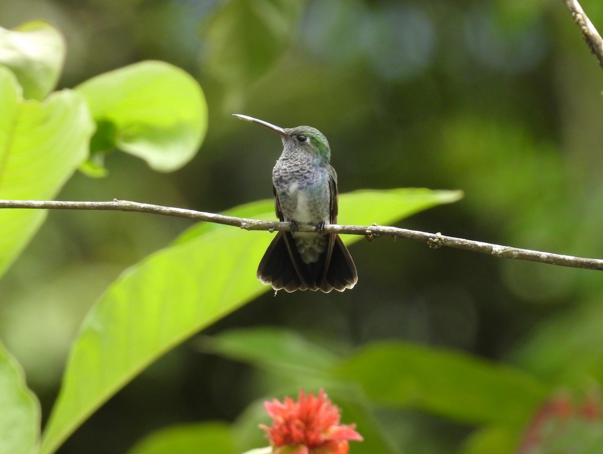 Sapphire-spangled Emerald (Spot-vented) - ML644642800