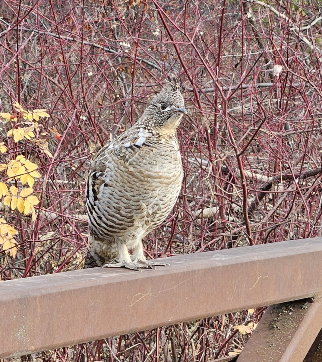 Ruffed Grouse - ML644642802