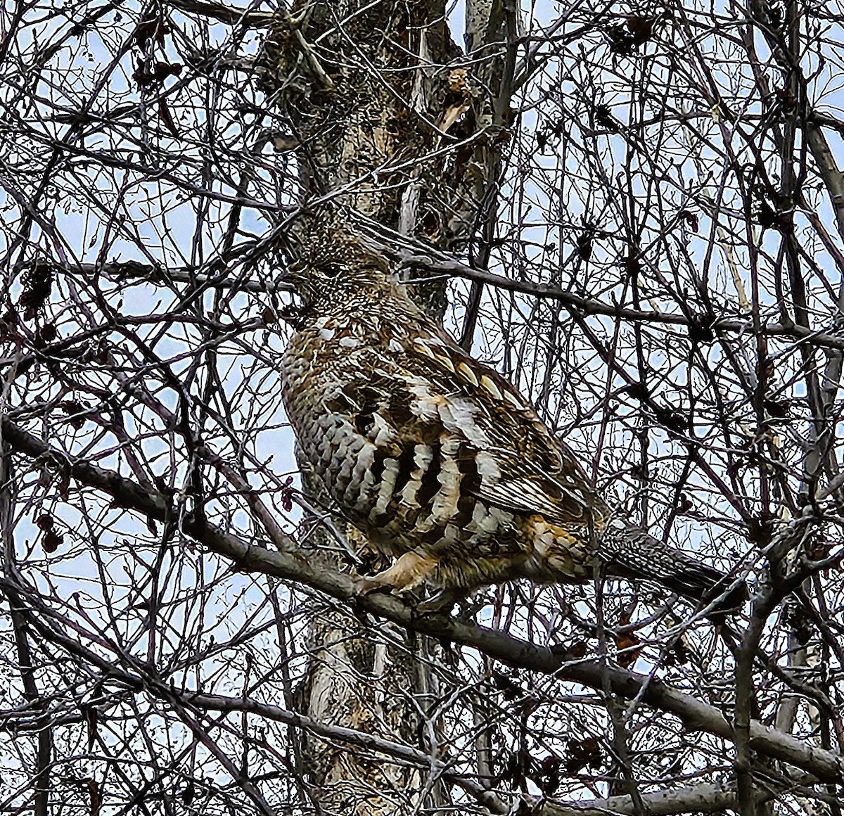 Ruffed Grouse - ML644642810