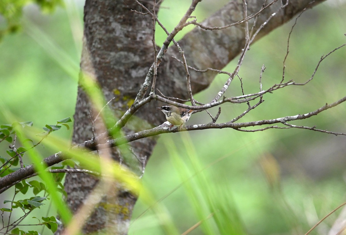 White-browed Scrubwren - ML644642813