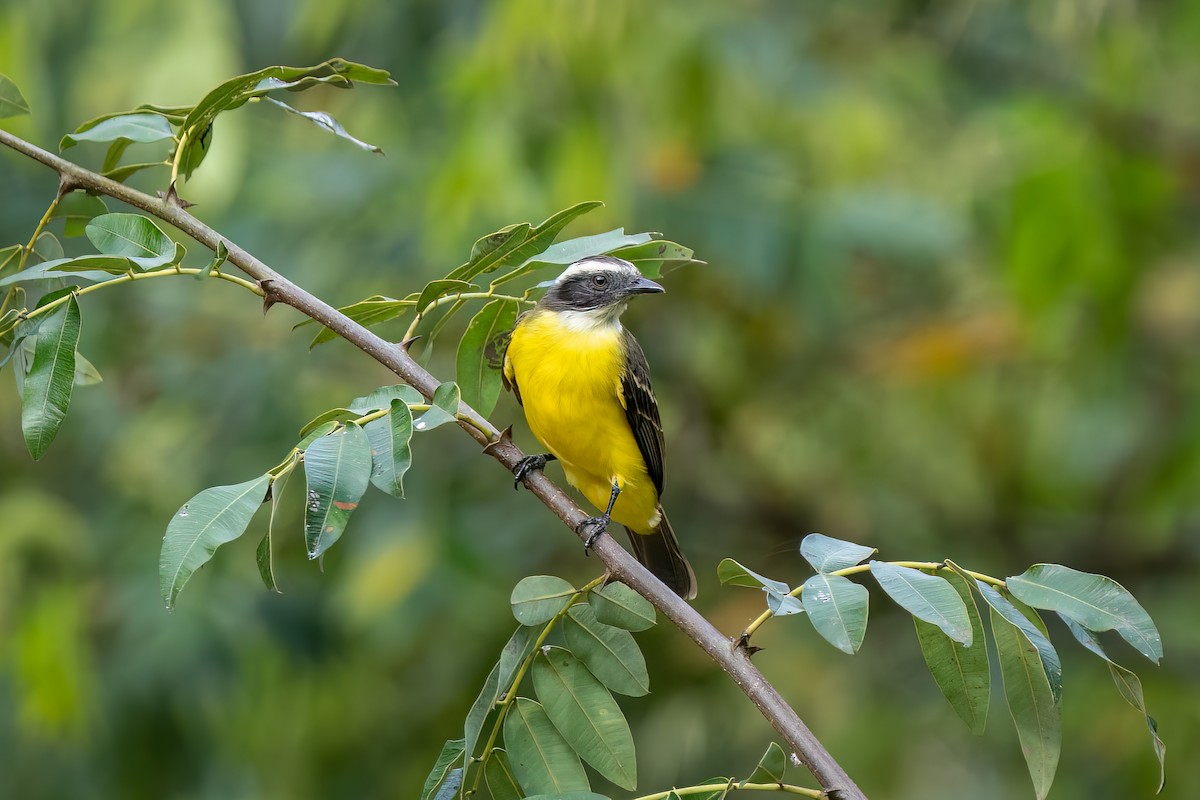 Rotscheitel-Maskentyrann - ML644642816