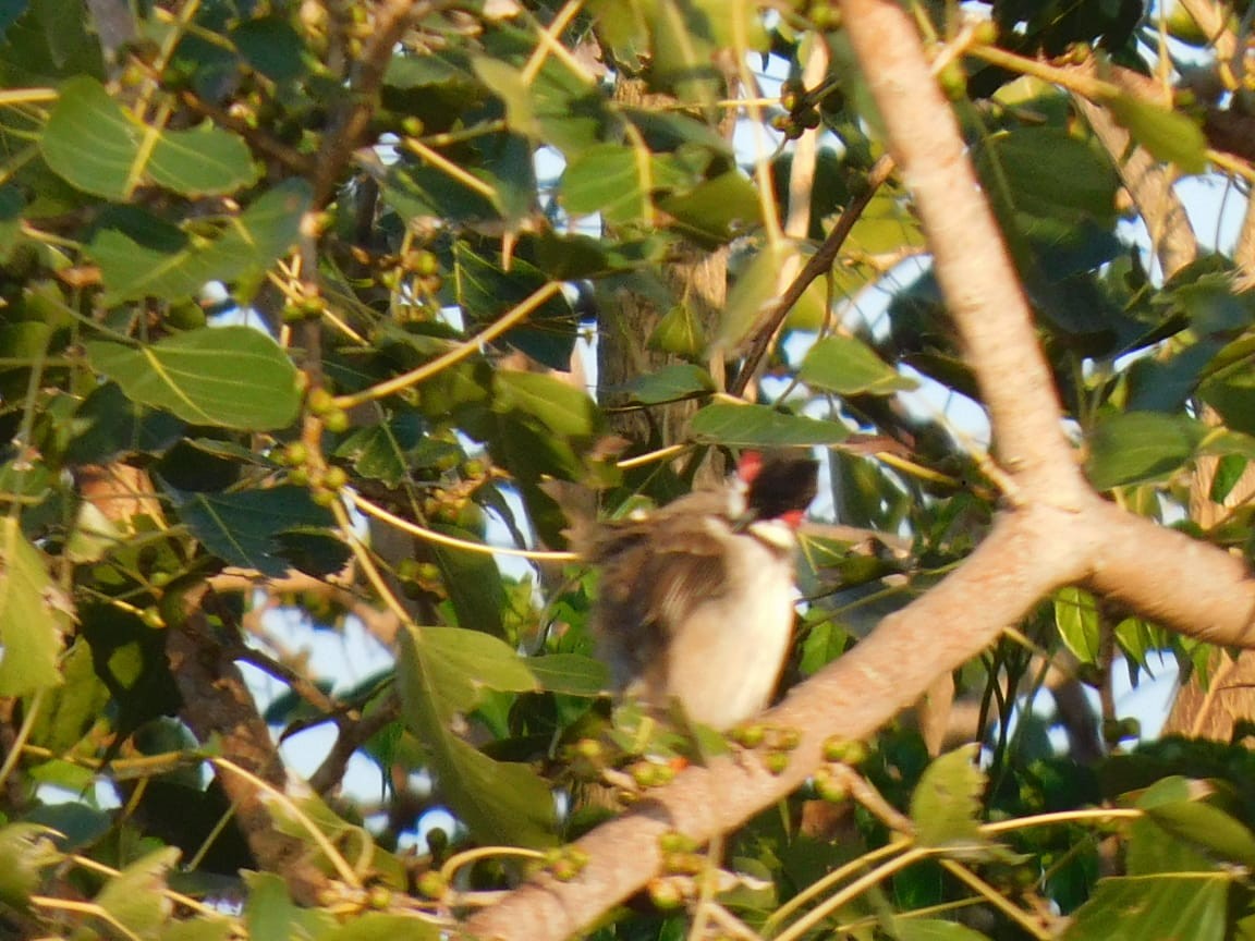 rødørebylbyl - ML644642819