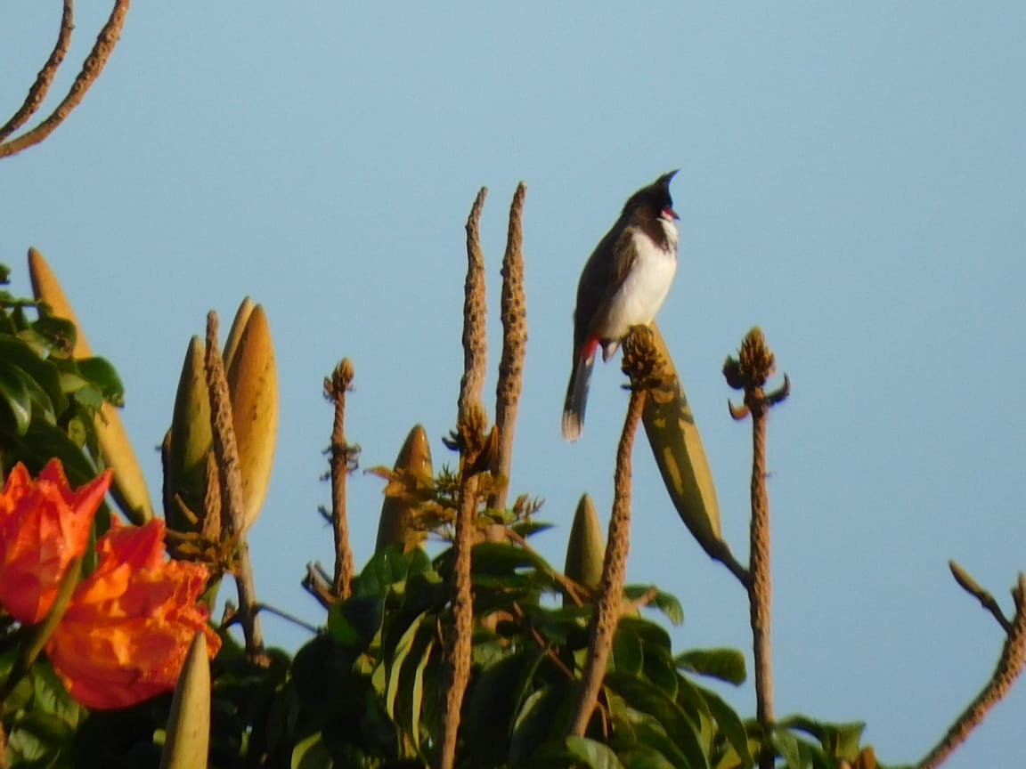 rødørebylbyl - ML644642821