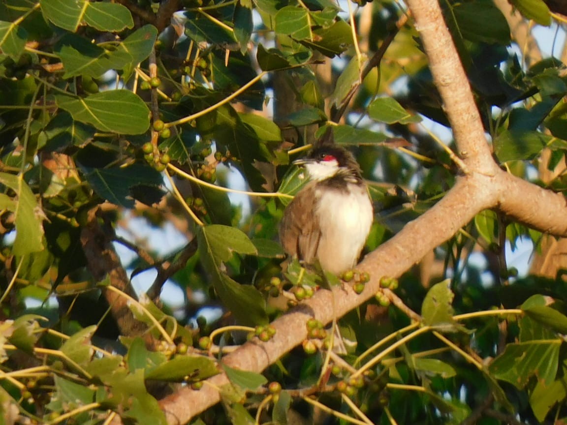 rødørebylbyl - ML644642822