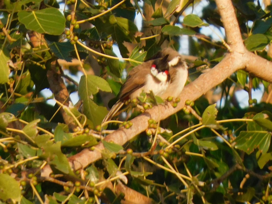 rødørebylbyl - ML644642823