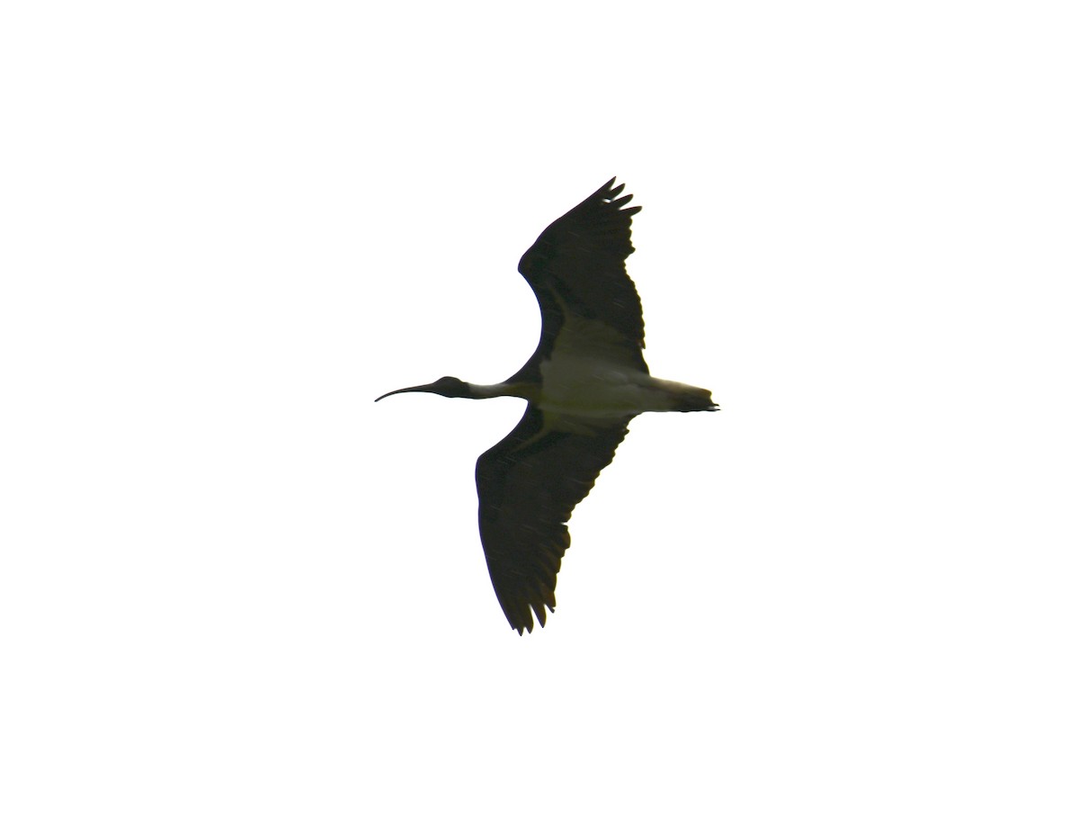 Straw-necked Ibis - ML644642824