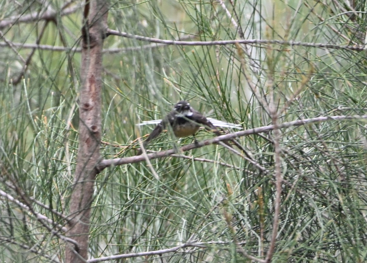 gråviftestjert - ML644642825