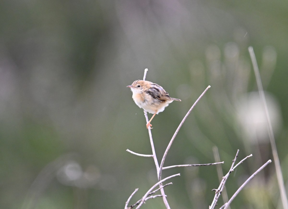 Golden-headed Cisticola - ML644642826