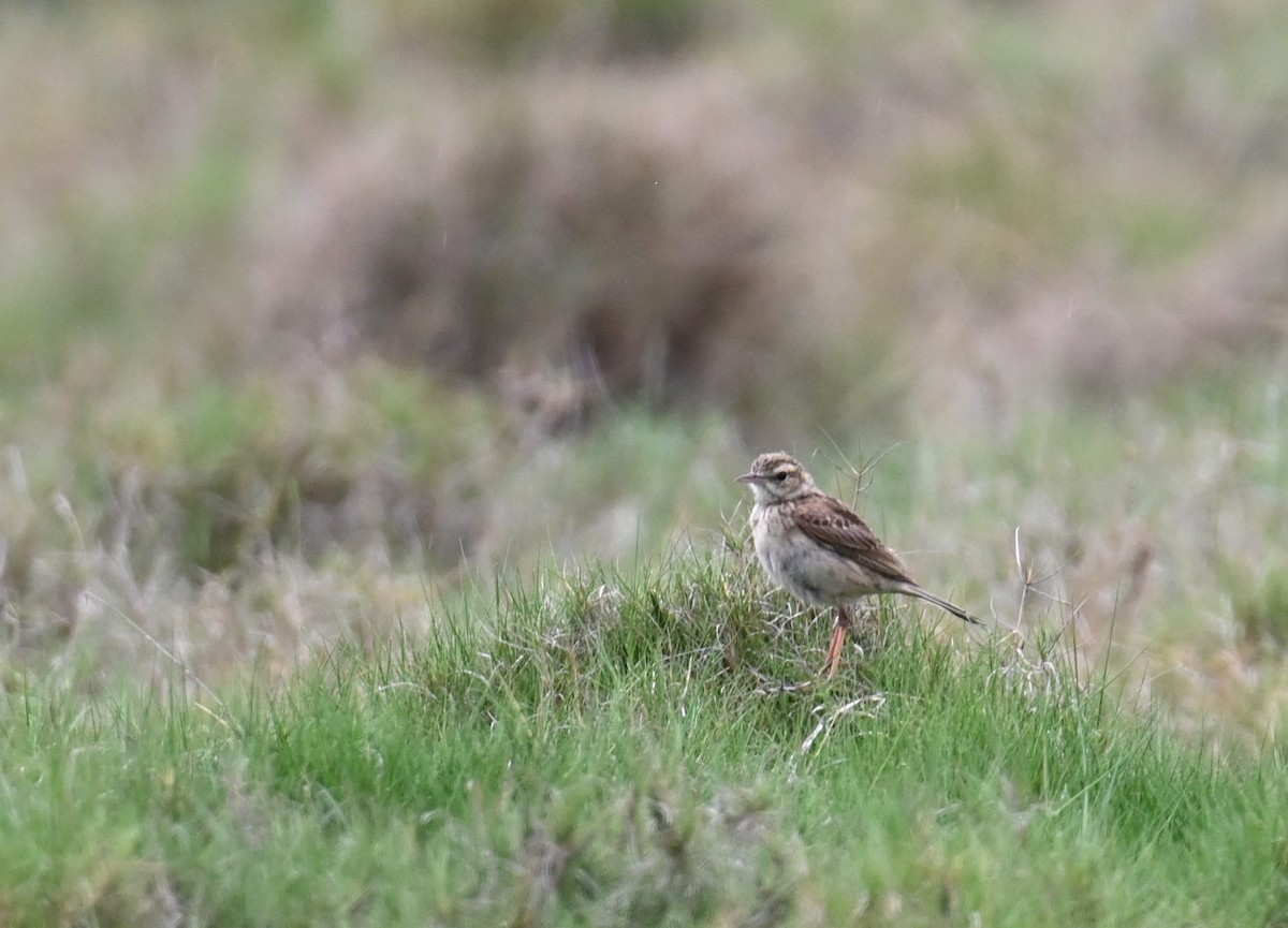 Australian Pipit - ML644642827