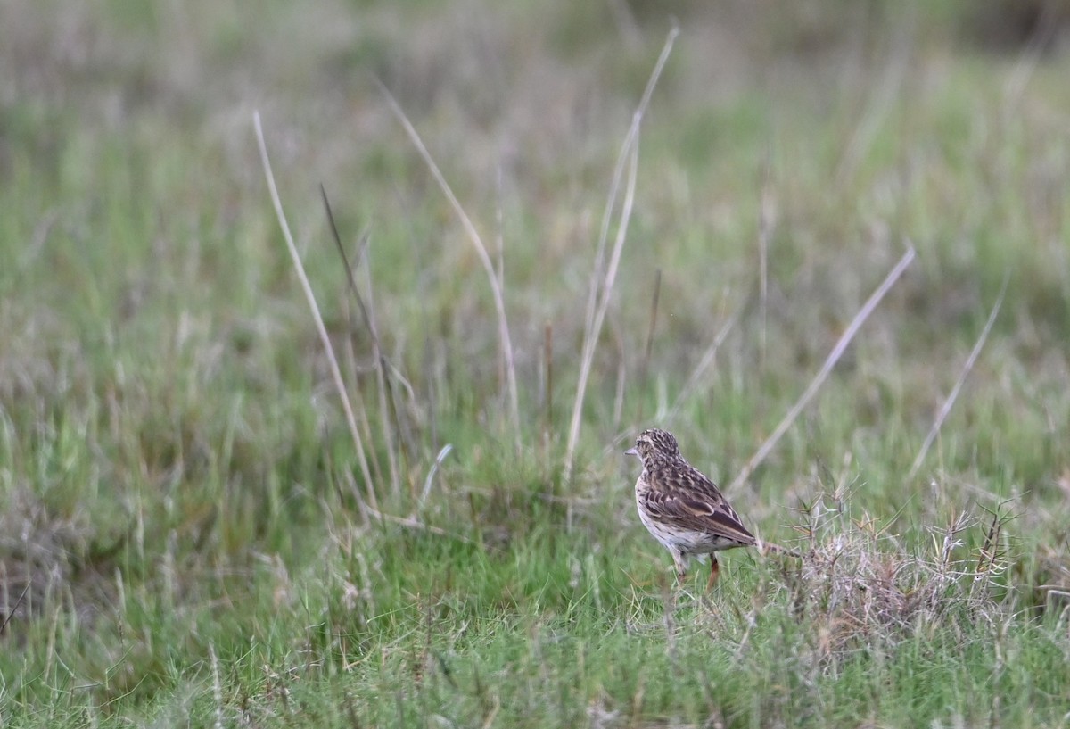 Australian Pipit - ML644642828