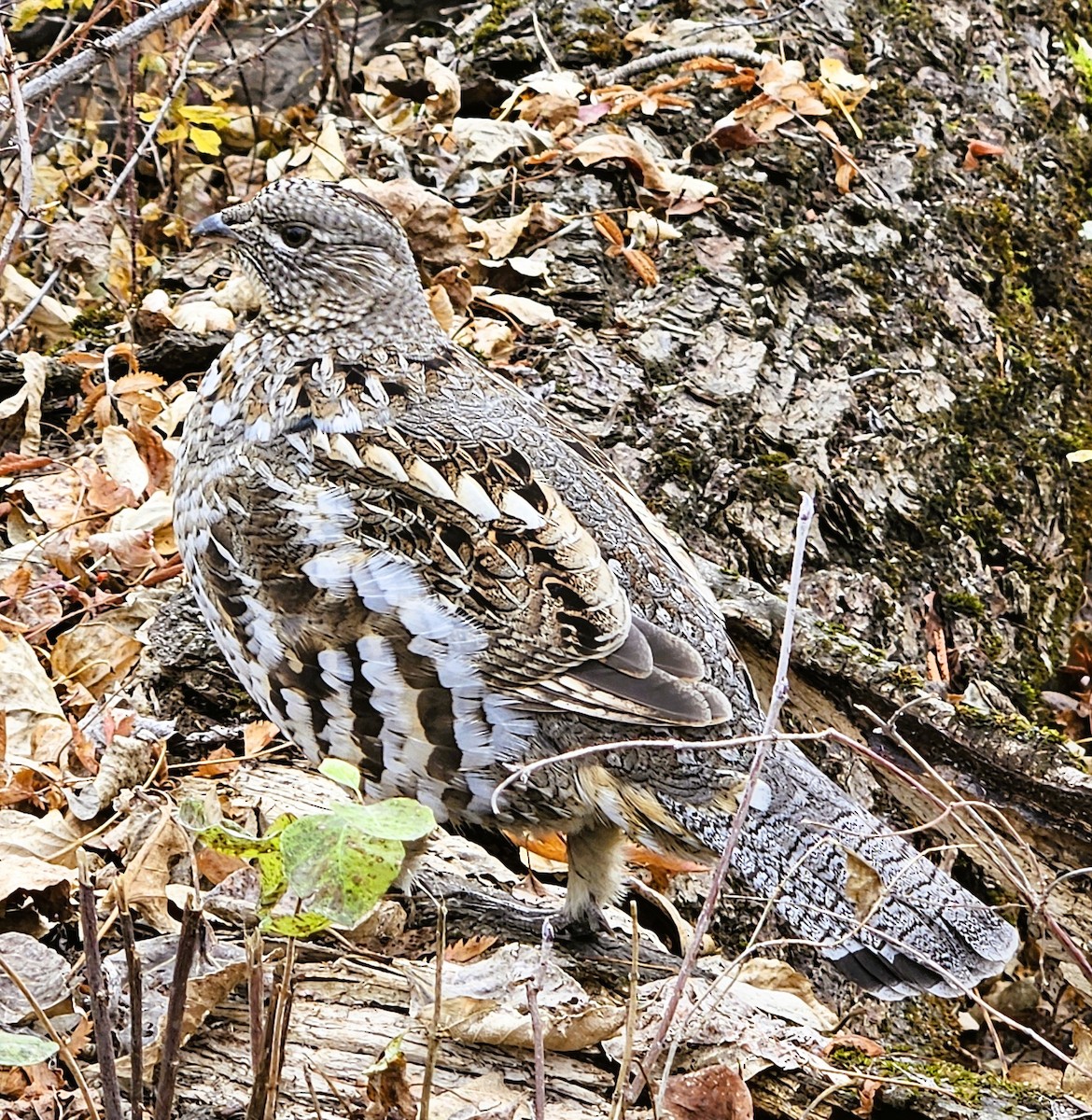 Ruffed Grouse - ML644642830