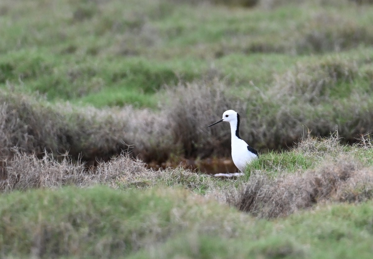 Pied Stilt - ML644642831