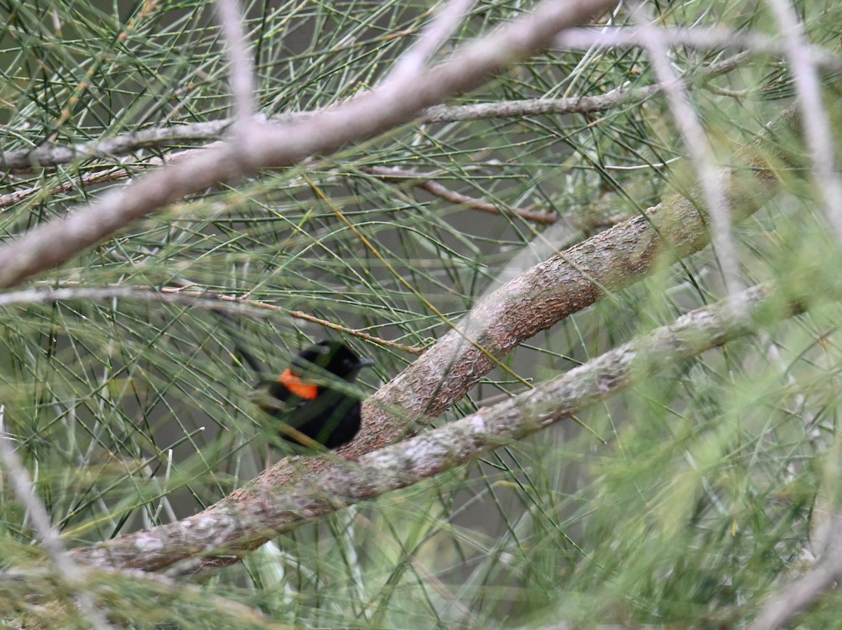 Red-backed Fairywren - ML644642832