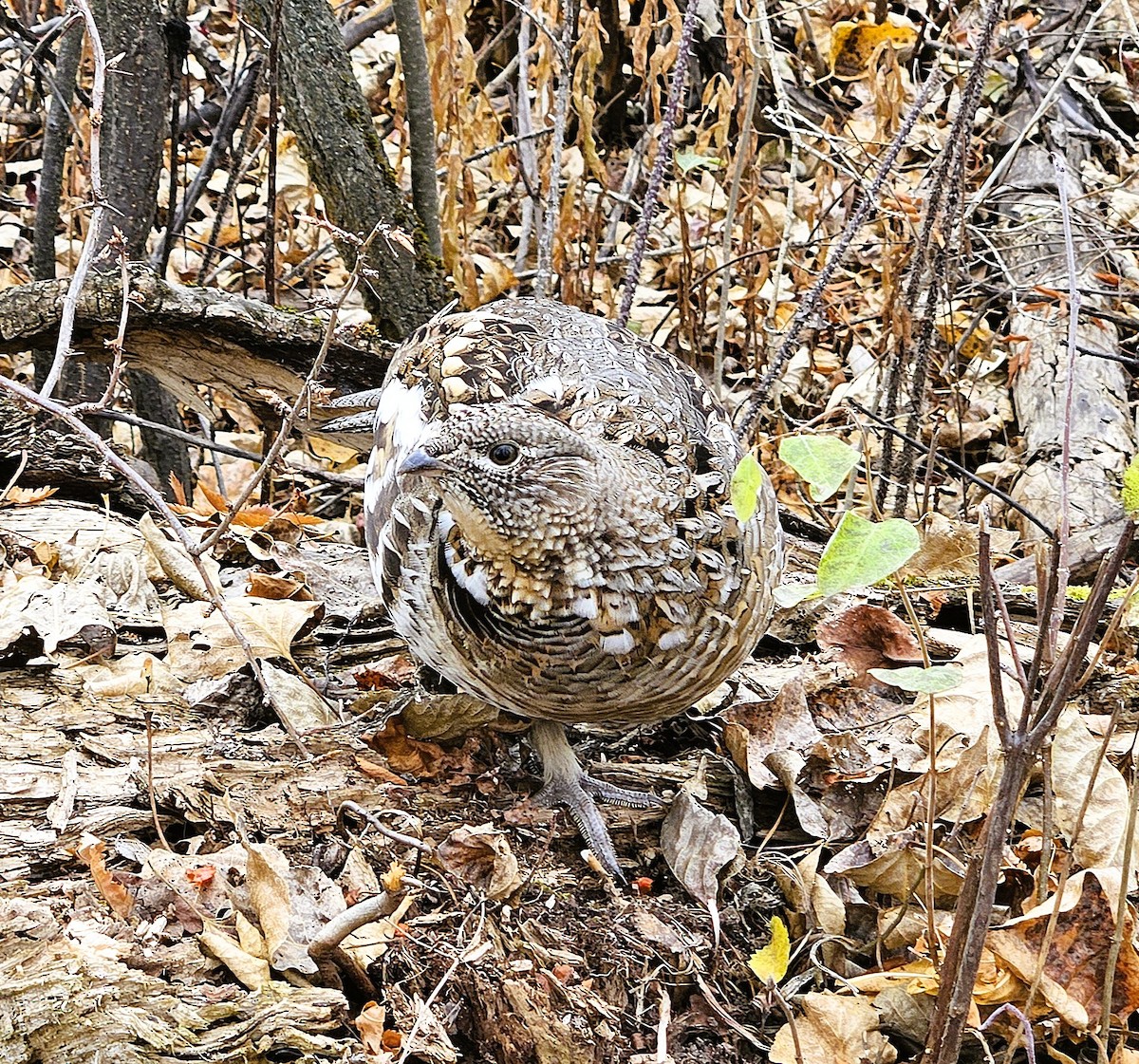 Ruffed Grouse - ML644642833