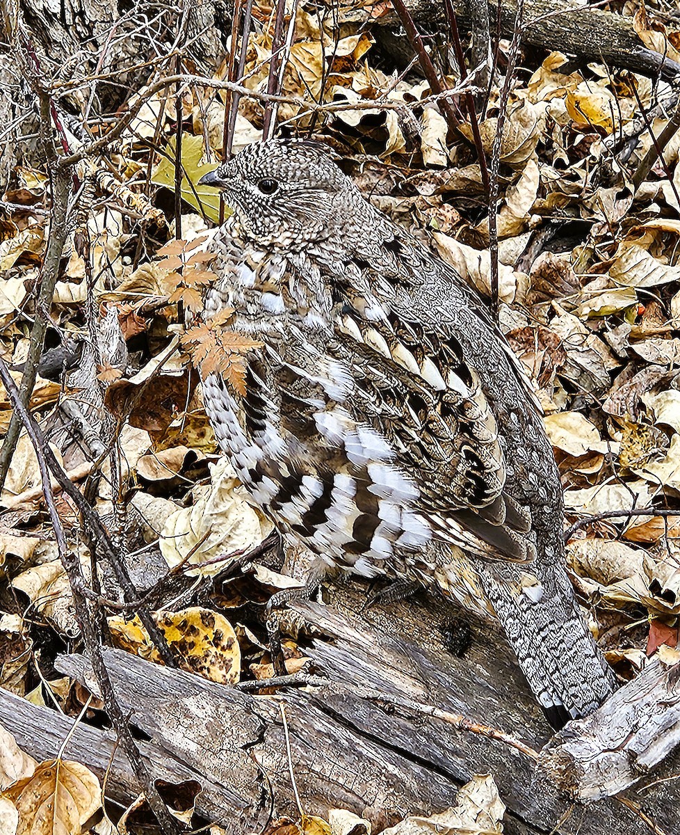 Ruffed Grouse - ML644642837