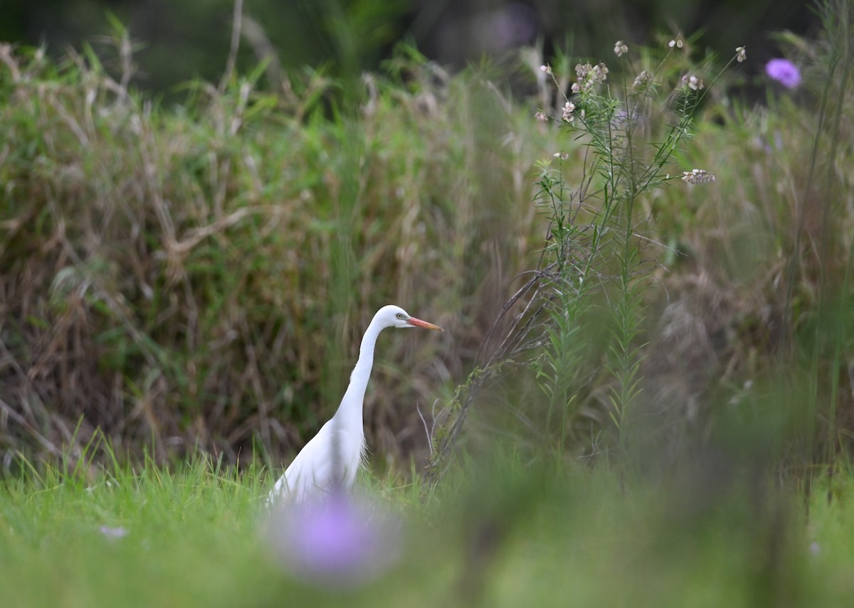 Plumed Egret - ML644642843