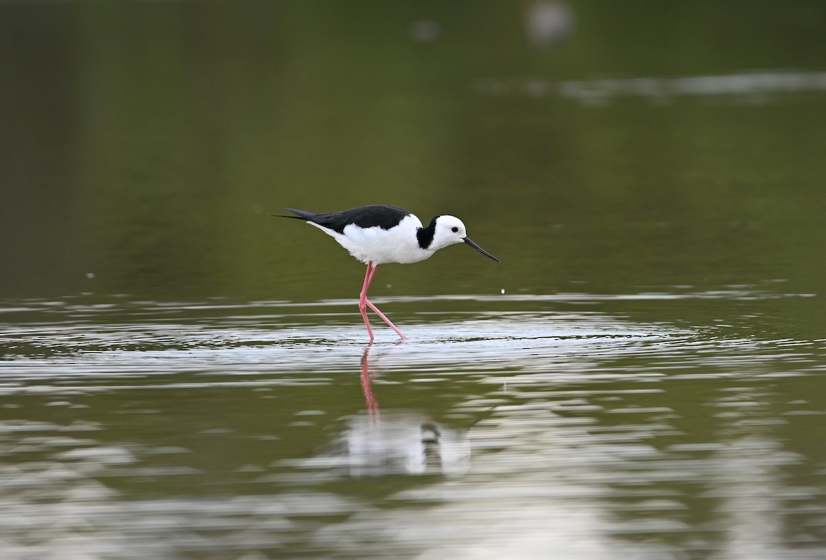 Pied Stilt - ML644642846