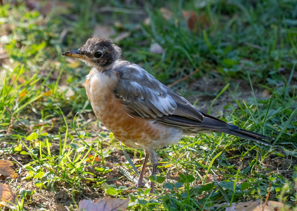 drozd stěhovavý - ML644642855