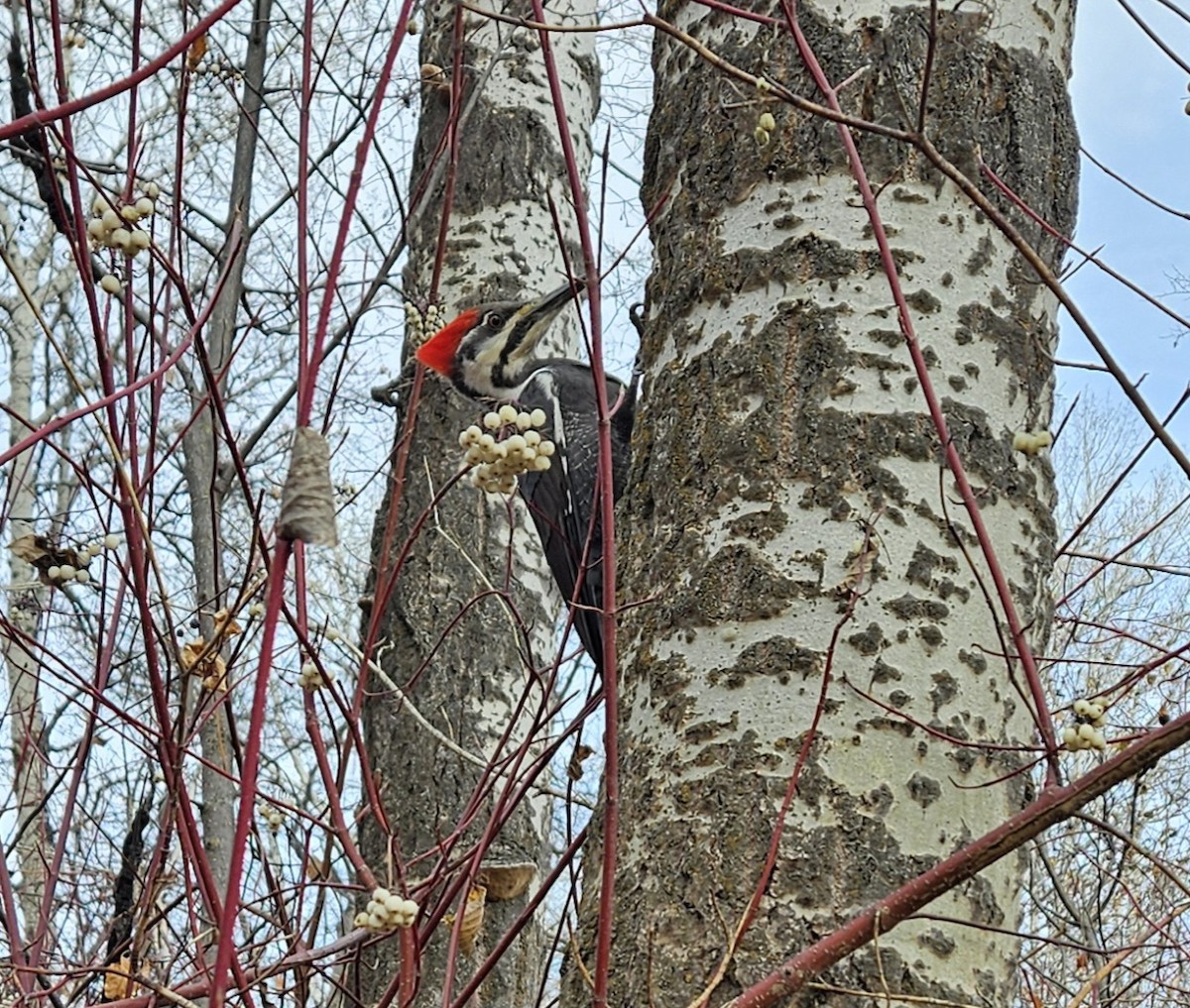 datel chocholatý - ML644642858