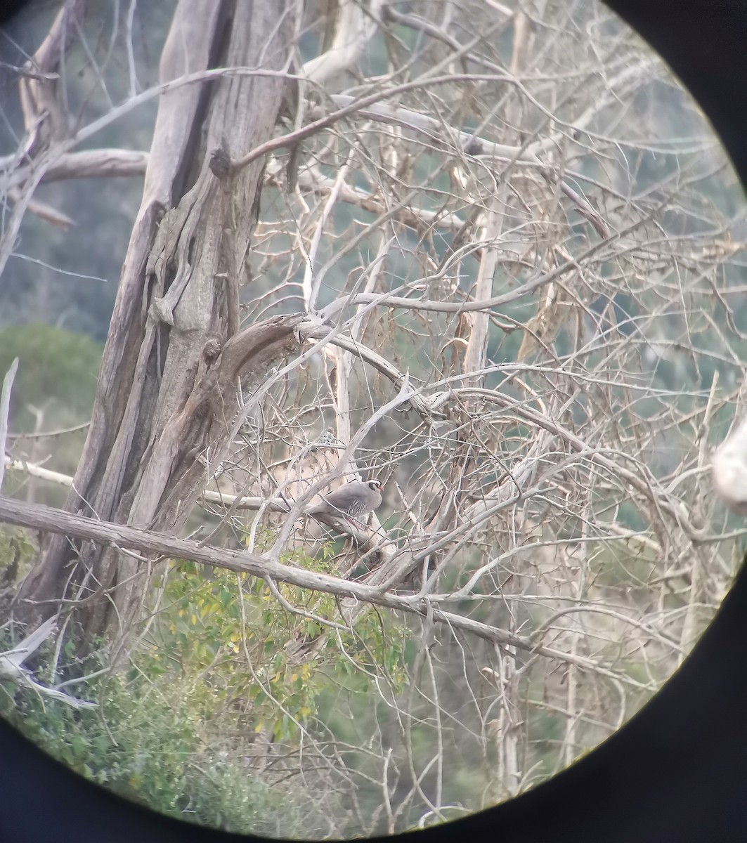 アラビアイワシャコ - ML644642859