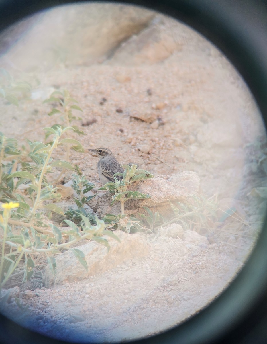 ハシナガビンズイ - ML644642861