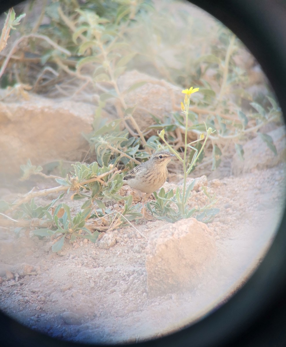 ハシナガビンズイ - ML644642862