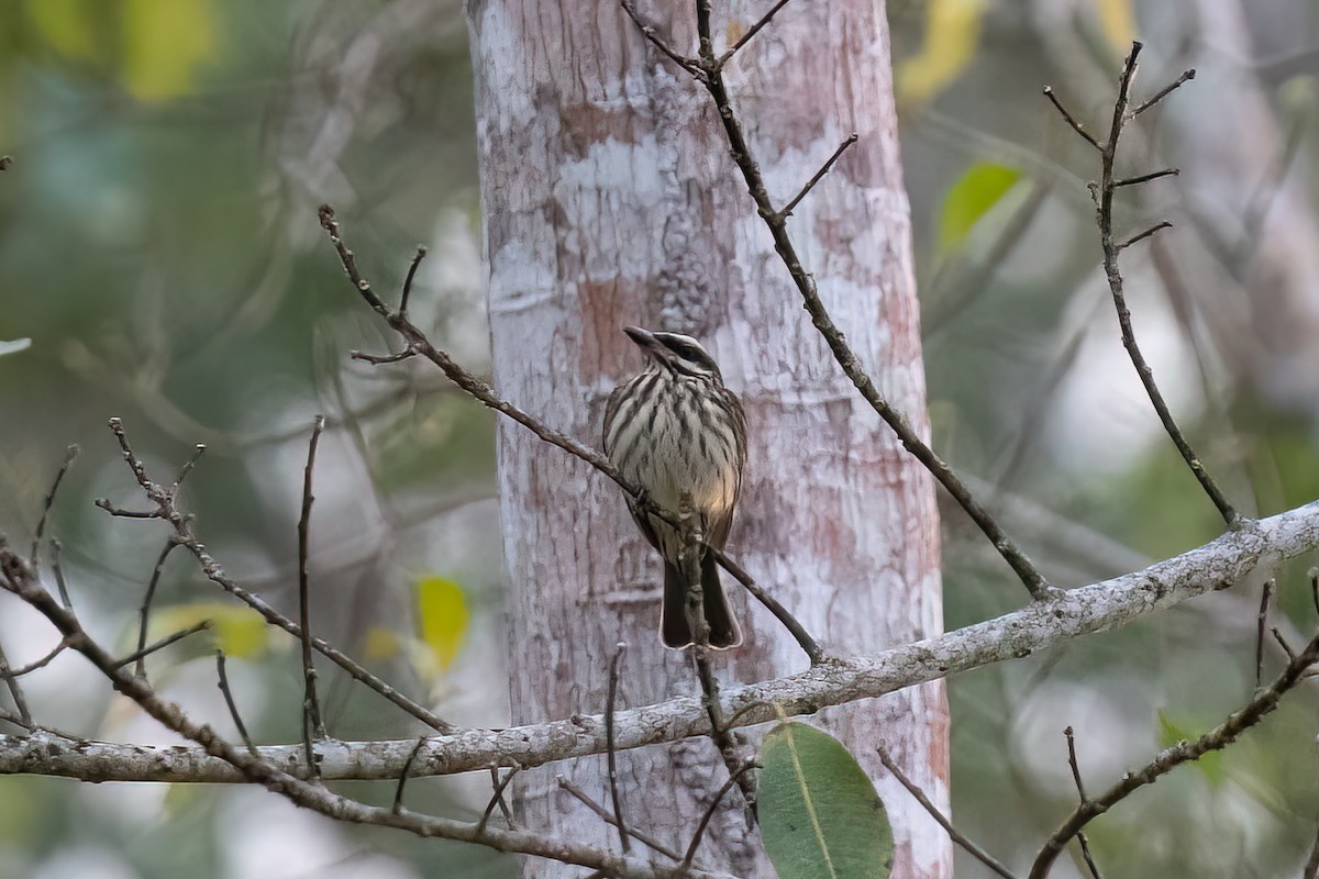 Tyran audacieux - ML644642863