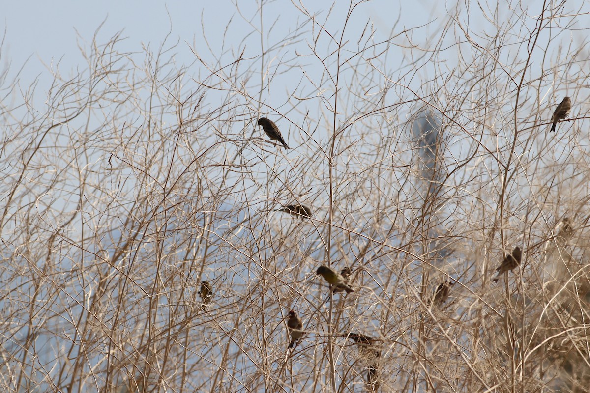 Girlitz - ML644642864