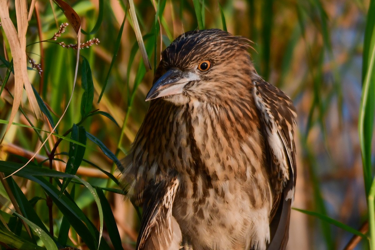 Black-crowned Night Heron (Eurasian) - ML644642865